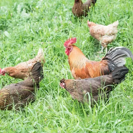 Biobauernhof Aubauer * غروسارل